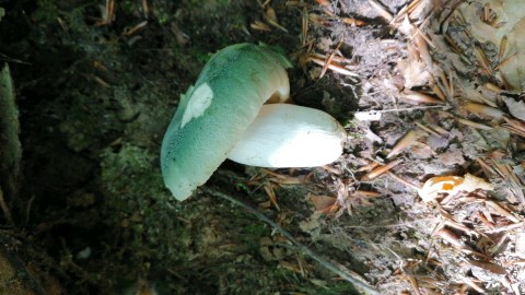 Russula virescens