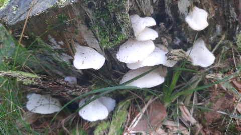 Pseudohydnum gelatinosum