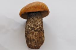 Leccinum versipelle