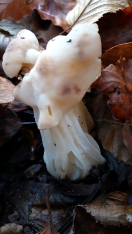 Helvella crispa