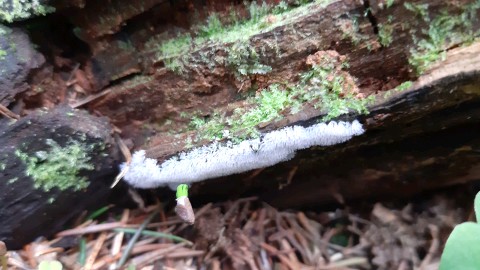 Ceratiomyxa fruticulosa