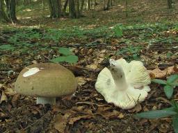 Russula olivacea