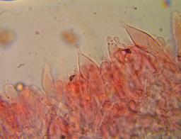 Pluteus variabilicolor