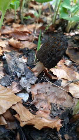 Morchella conica