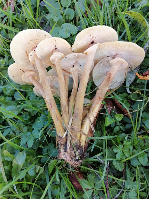 Armillaria mellea