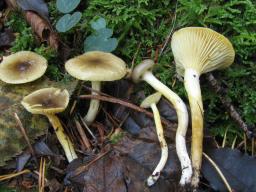 Hygrophorus hypothejus