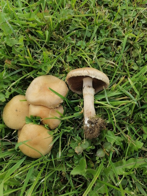 Lacrymaria lacrymabunda