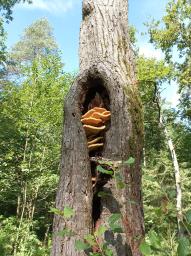 Laetiporus sulphureus