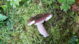 Russula queletii