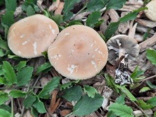 Agrocybe praecox