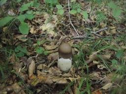 Amanita pachyvolvata