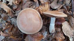 Cortinarius torvus