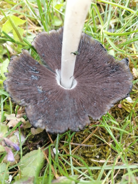 Coprinopsis atramentaria