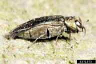 Agrilus viridis