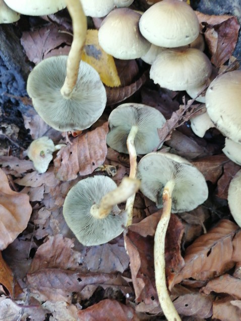 Hypholoma fasciculare