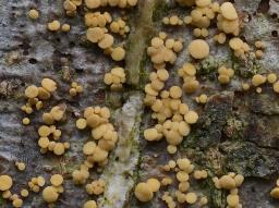Pezicula acericola