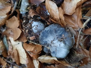 Hygrophorus marzuolus