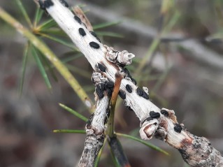 Hysterographium fraxini