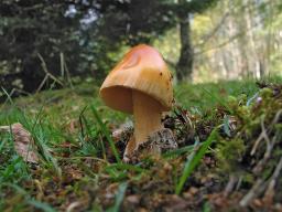 Amanita crocea