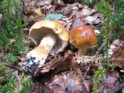 Cortinarius subvalidus