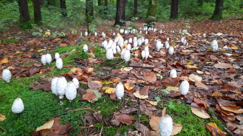 Coprinus comatus