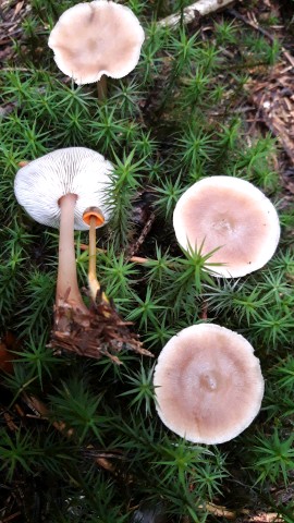 Rhodocollybia asema