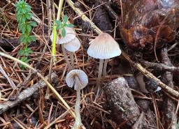 Mycena galopus var. galopus