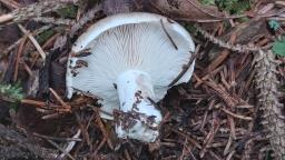 Russula albonigra