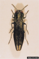 Agrilus angustulus