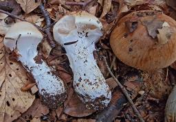 Thaxterogaster turmalis