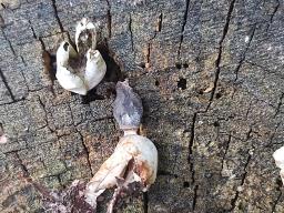 Geastrum quadrifidum