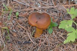 Cortinarius malicorius