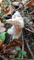 Helvella crispa