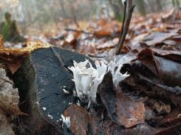 Xylaria hypoxylon