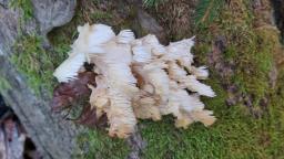 Hericium coralloides