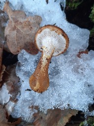 Armillaria cepistipes