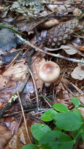 Russula cavipes