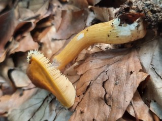 Pluteus leoninus