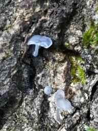 Mycena pseudocorticola