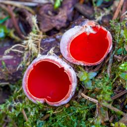 Sarcoscypha austriaca