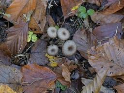 Fayodia bisphaerigera