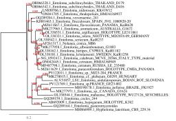 Entoloma undulatosporum