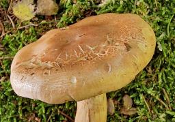 Phlegmacium cliduchum