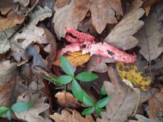 Clathrus archeri