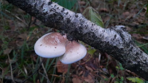 Fomitopsis betulina