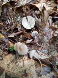 Mycena leptocephala