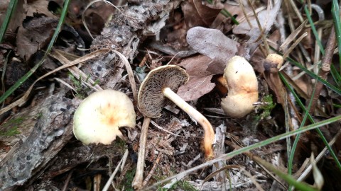 Hypholoma fasciculare