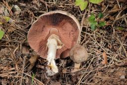 Agaricus moelleri