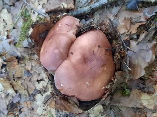 Russula vesca