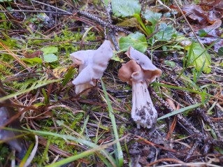 Helvella crispa